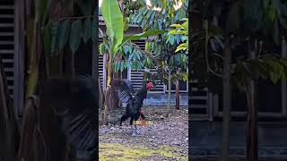 Download Lagu Killing the dog MP3