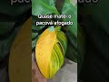 Eu fico com sede e dou água pra planta tbem, coitada. #planta # vida real #plantapermanente #folhas
