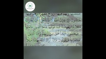 سورة البقرة  الشيخ محمد الفقيه  #تيك_توك #اكسبلور #دويتو #peace #love #nature #صباح_الخير