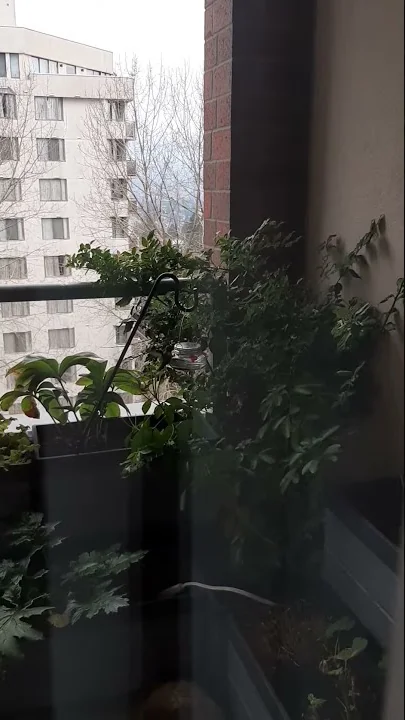Hummingbird visit to 9th floor balcony
