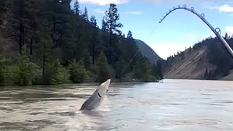 WATCH: Anglers reel in 110-year-old sturgeon in B.C.