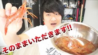 暴れん坊！！シマエビをそのまま豪快に食う！！