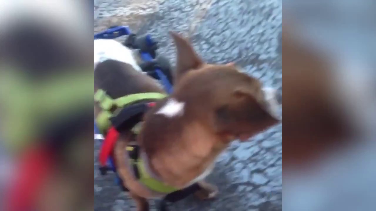 wheelchair sign Pup Running in Wheelchair For First Time!