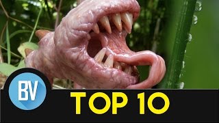 Top 10 Strangest Plants In The World