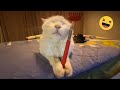 Try Not To Laugh Cats Videos 🤣 Best Funniest Cats Videos 2024 😻 V1