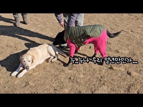 나이 먹고 <strong>옛사랑</strong> 만난 리트리버 반응