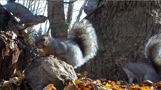 Squirrels Climbing on Sticks and Stumps 🪵🍂🐿; Cat TV 🐱🐈; Dog TV 🐶 Wildlife For Dogs to Watch 🐕👀