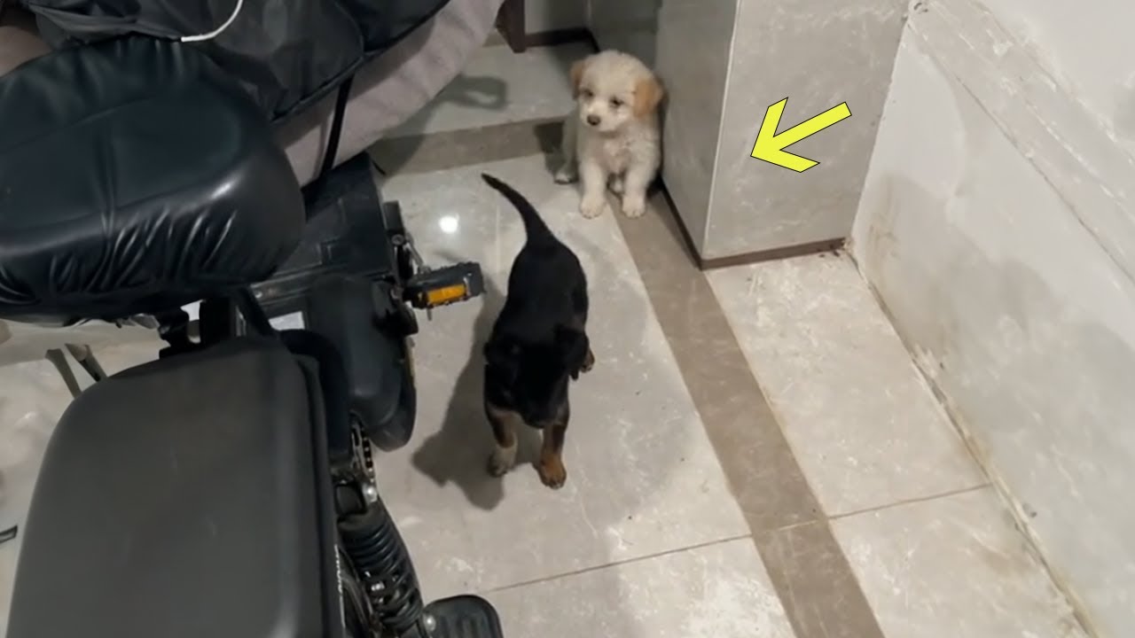 Two Puppies Tremble in a Corner, They’ve Been Left Here for a Week