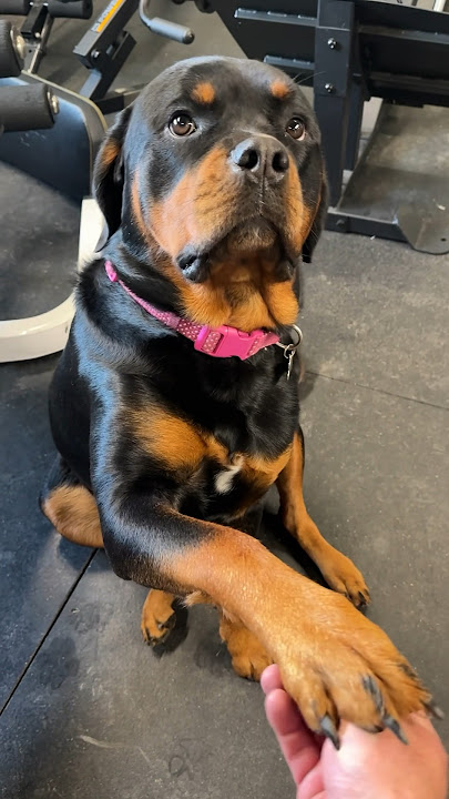 She’s Such A Good Girl! Rottweiler love! 💙🐾