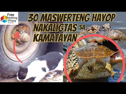 MASUWERTE SILANG NAKATAKAS SA KALABAN!! Lucky Prey Escaping Predators