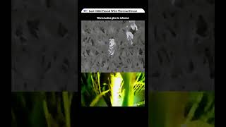 Thermal Drone Finds Lost Child in Minutes