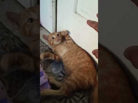 ginger cute #cat #pet  #animal #adoreble