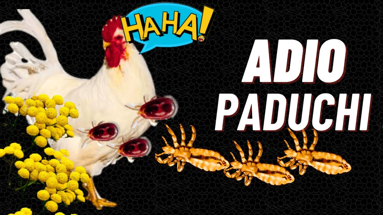Cum Scapi RAPID si 100 % NATURAL de PADUCHII si CAPUSELE GAINILOR? 🐓🕷️