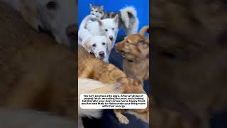 3 Reason Why You Should Send Your Dog To Our Day Care