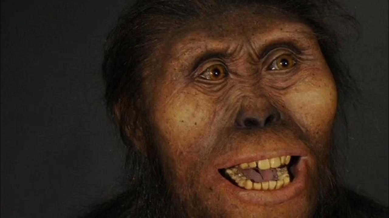 Каки люди. Австралопитек афарский. Australopithecus Afarensis (австралопитек афарский). Австралопитек питекантроп неандерталец.