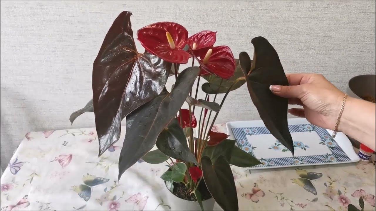 Купили антуриум, как удалить торфяной стаканчик? - YouTube