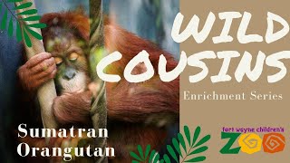 Fort Wayne Childrens Zoos Wild Cousins: Orangutans