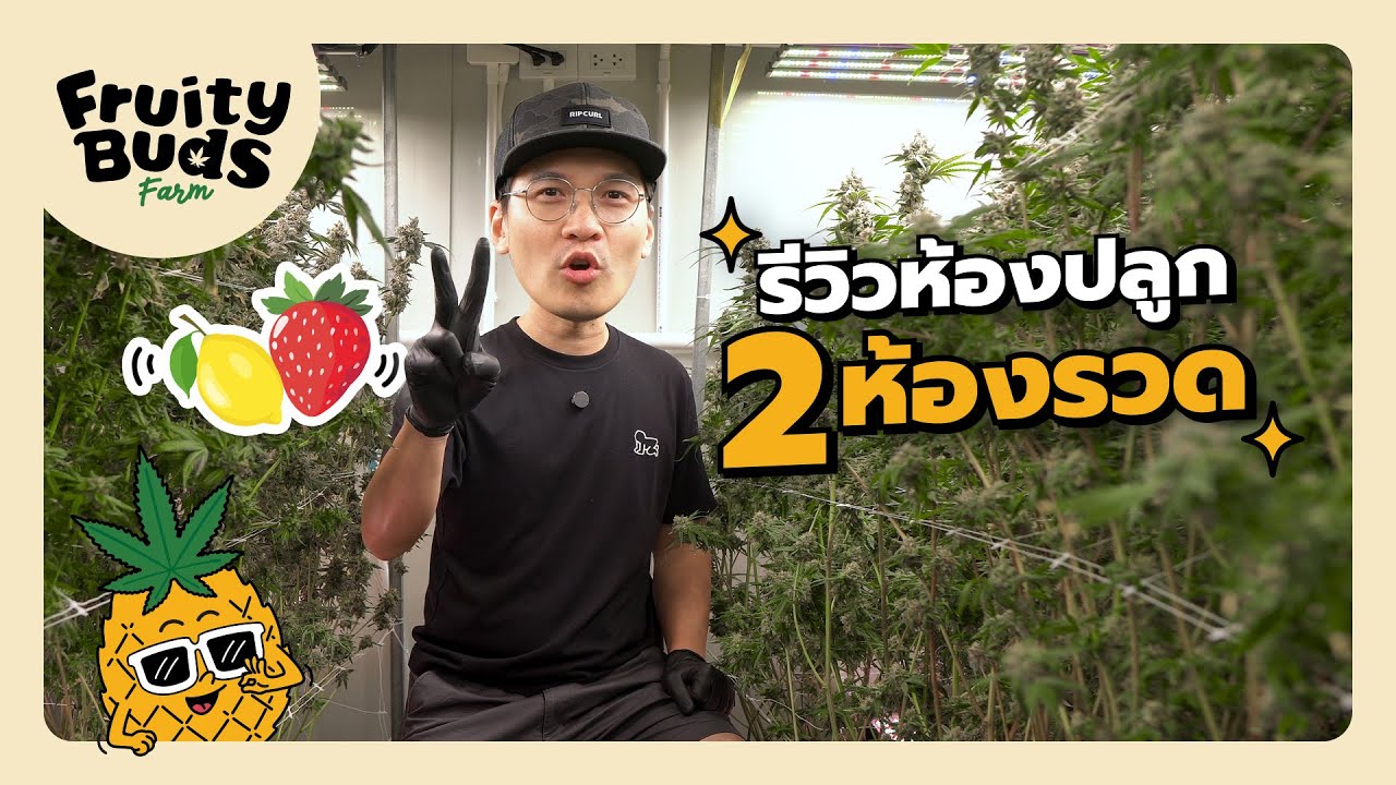 รีวิวห้องปลูก Lemon กับ Strawberry ทีเดียว 2 ห้องรวด
