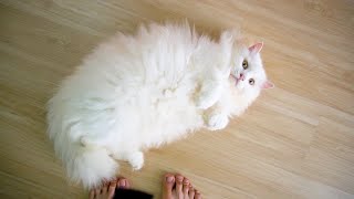 White Cat Cute Fluffy and Chonky by Candace House 669 views 1 year ago 2 minutes, 21 seconds