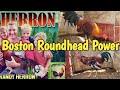 Randy Herron Boston Roundhead Stags