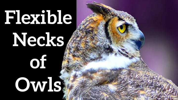 How Owls Turn Their Heads Around - DayDayNews