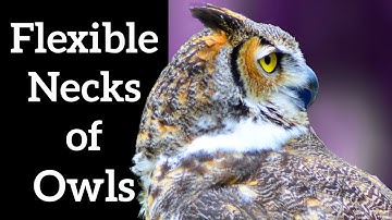 How Owls Turn Their Heads Around