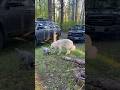 Cattle Dog Pup &amp; Great Pyrenees #greatpyrenees #cattledog #puppy #dogcoach #cattledogs #stanimal
