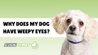 Why Does My Dog Have Weepy Eyes Diet Issues With Dogs Dogs Firstie