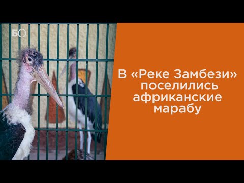 В «Реке Замбези»
