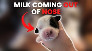 Why Is Milk Coming Out Of Puppy's Nose When Nursing