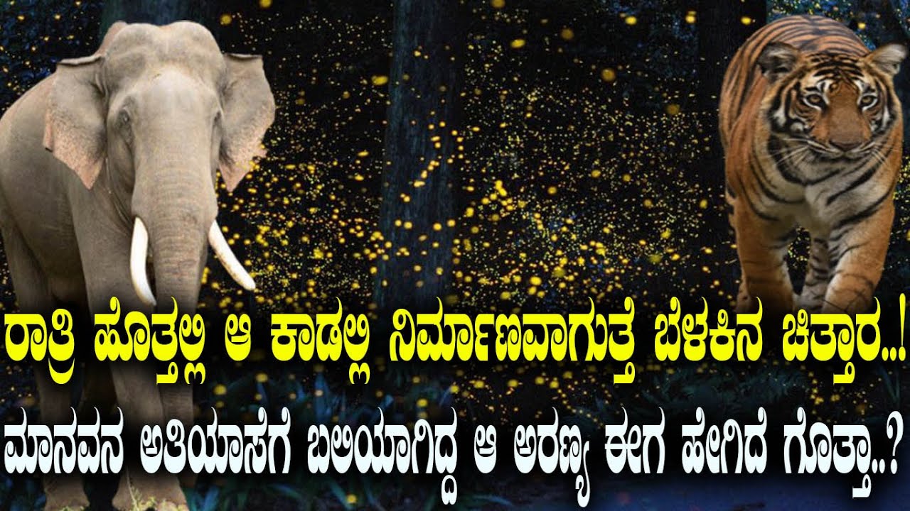 ಆ ಹುಲಿ ಕಾಡಲ್ಲಿ ಪ್ರತಿ ರಾತ್ರಿ ನಡೆಯುತ್ತೆ ಅದ್ಭುತ ಬೆಳಕಿನ ಚಮತ್ಕಾರ..! ನಾಶವಾಗಿದ್ದ ಆ ಕಾಡು ಈಗ ಹೇಗಿದೆ ಗೊತ್ತಾ..?