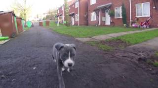 Blue Staffy puppy!! Nottingham !! with Gopro 4 Session reaction to new home