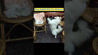 Dog Dancing On Two Legs To Impress Kittens! πΆππ± #Shorts Dog Dancing On Two Legs To Impress Kittens! πΆππ± #Shorts