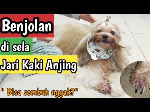 Video: Apakah Anjing Yawns Menular Untuk Manusia