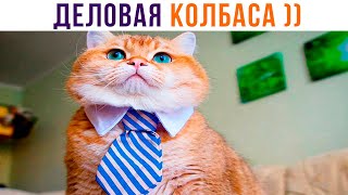 ДЕЛОВАЯ КОЛБАСА))) Приколы с котами | Мемозг 973