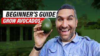 Avocado Tree Care 101: A Comprehensive Guide for Beginners
