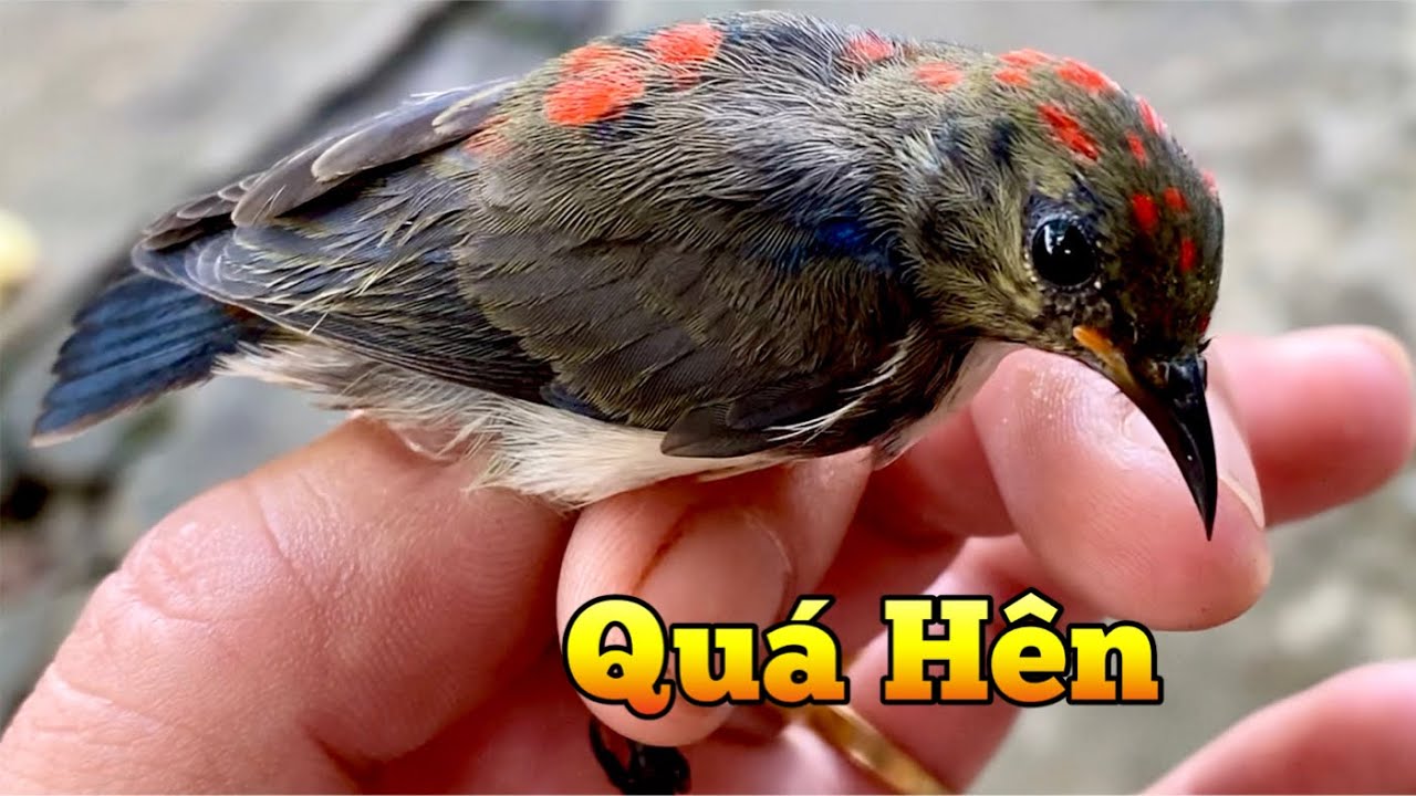 Bẫy Được Chim Ốc Mít Chuyền . Cách Tập Chim Ốc Mít Bổi Ăn Chuối | Chiểu Trần Vlog