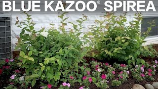Blue Kazoo Spirea // Garden Answer