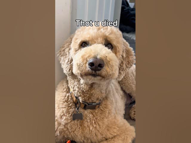 Almost had my bathroom door sawed down #dogs #dogcomedy