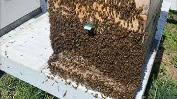 Installing 3 pound package of bees