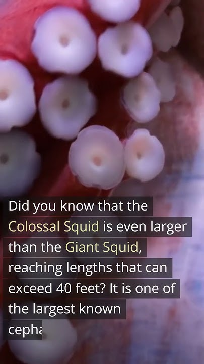 some-interesting-facts-about-colossal-squid-youtube