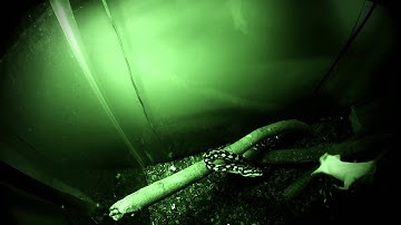 Jungle Carpet Feeding (GoPro Hero3 Black, Night Vision test)