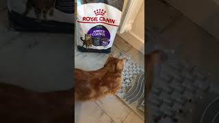Royal Canin Adult Appetite Control Care Sterilized Zoomalia