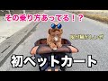 ワイルド乗り】初ぺットカートでお散歩してみたよ。【トイ・プードル】