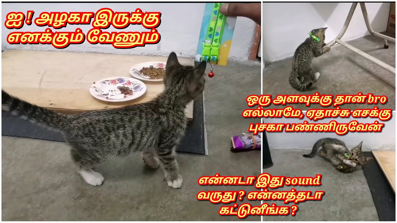 atrocities-of-cutest-cat-muezza-when-we-wear-neck-collar-to-her