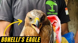 Bonelli&#39;s Eagle Rescue | Maharashtra Forest Department | Eco Echo Foundation | Dehydration