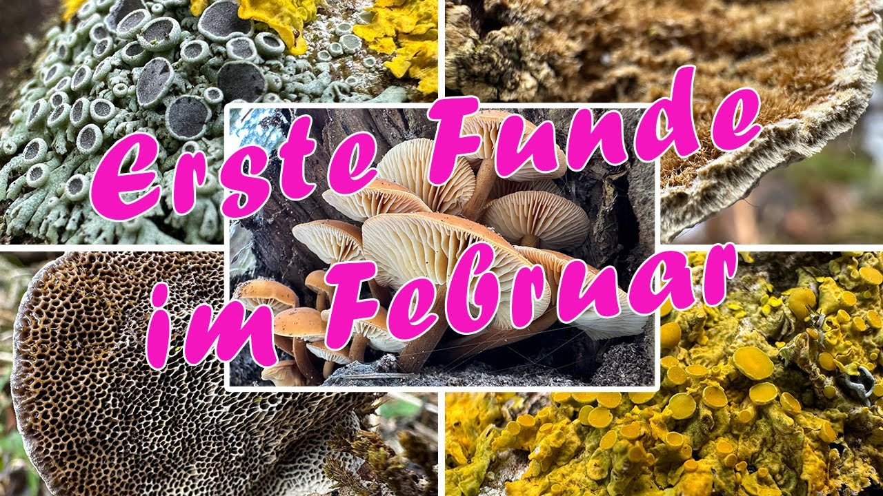 Wo bleibt der Frühling? Erste Auwaldrunde im Februar | Schnee, Tramete, Winterrüblinge & Flechten