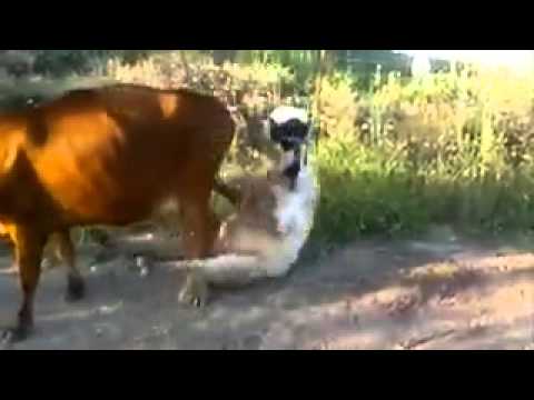 Beceriksiz DANA