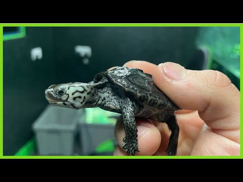 Video: Sådan opretter du et vandskildpadderhabitat: 12 trin (med billeder)