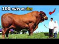 इतना खतरनाक जानवर कभी मत पालना वरना | Horrifying Animal who might kill you